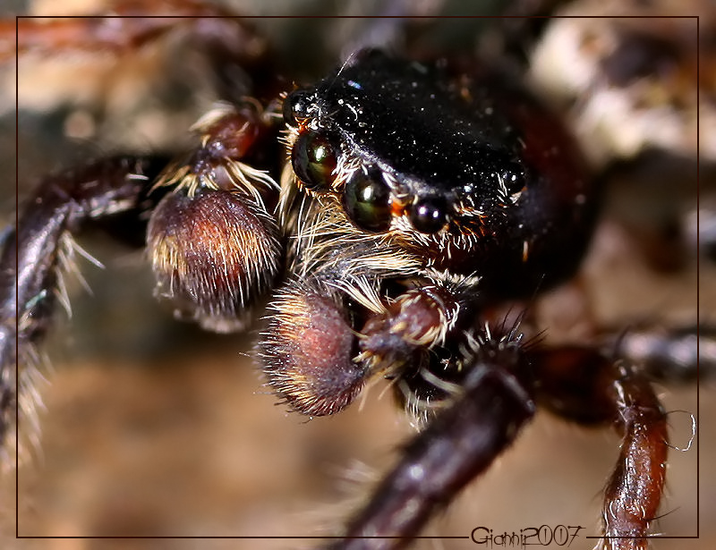Marpissa muscosa maschio